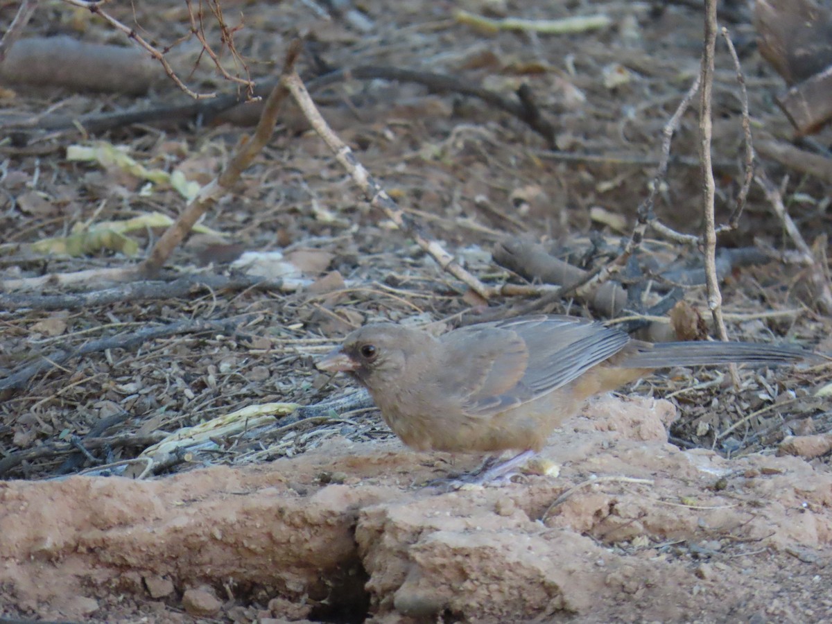 Abert's Towhee - ML638176863