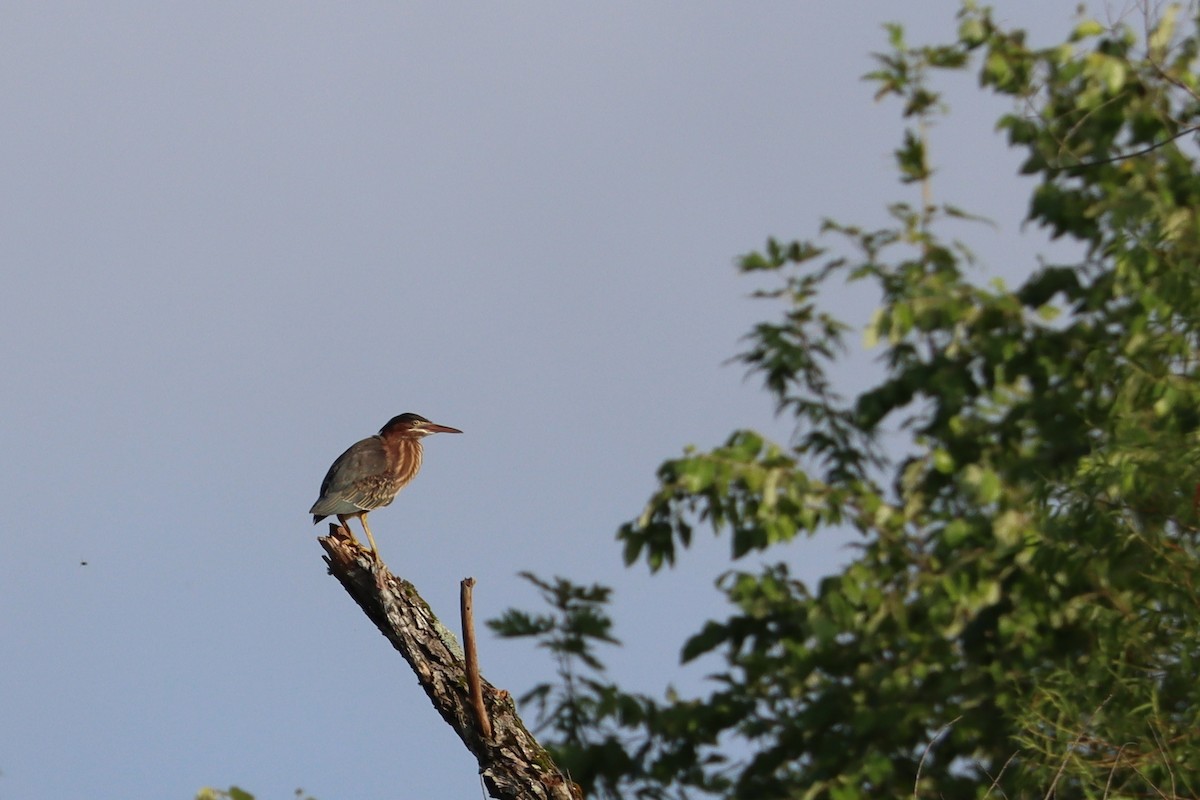 Green Heron - ML638176880