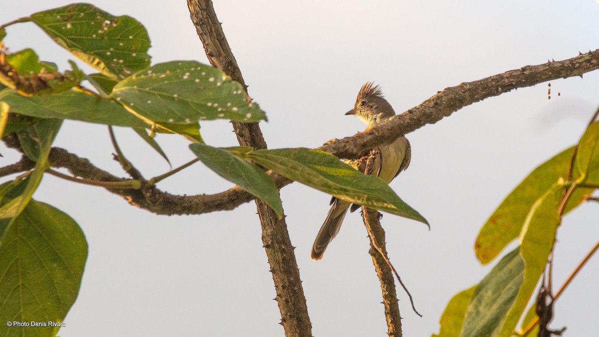 Yellow-bellied Elaenia - ML638176893