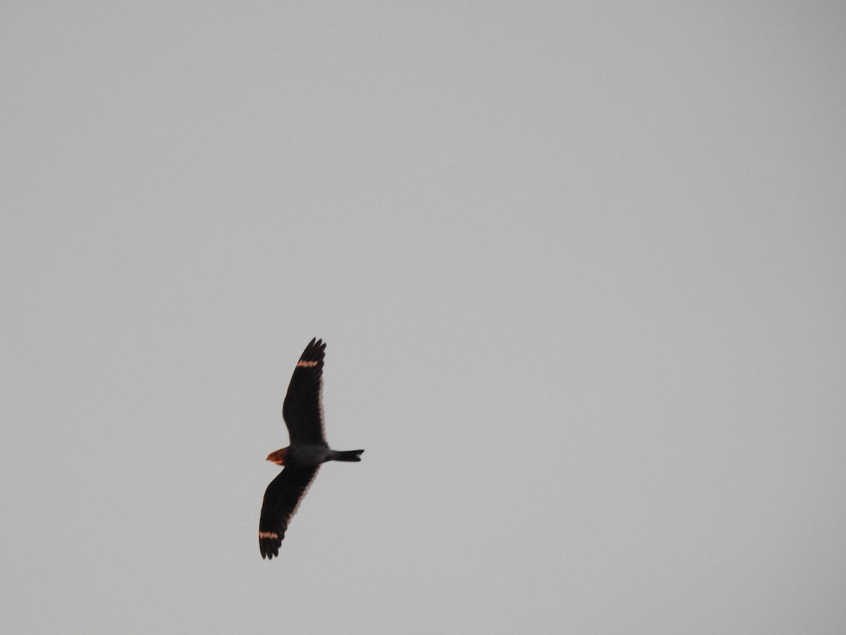 Least Nighthawk - ML638176896