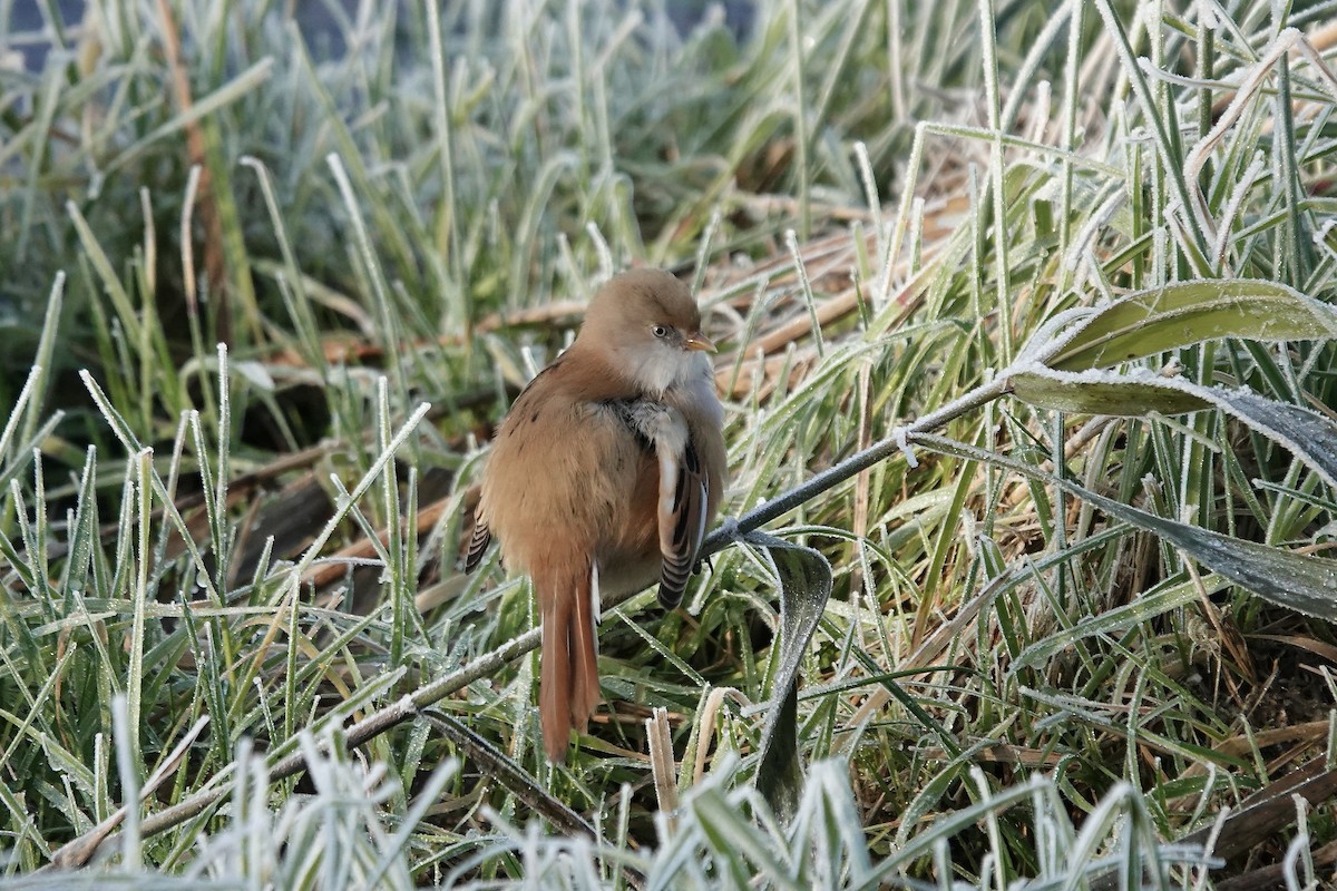 Bearded Reedling - ML638176902