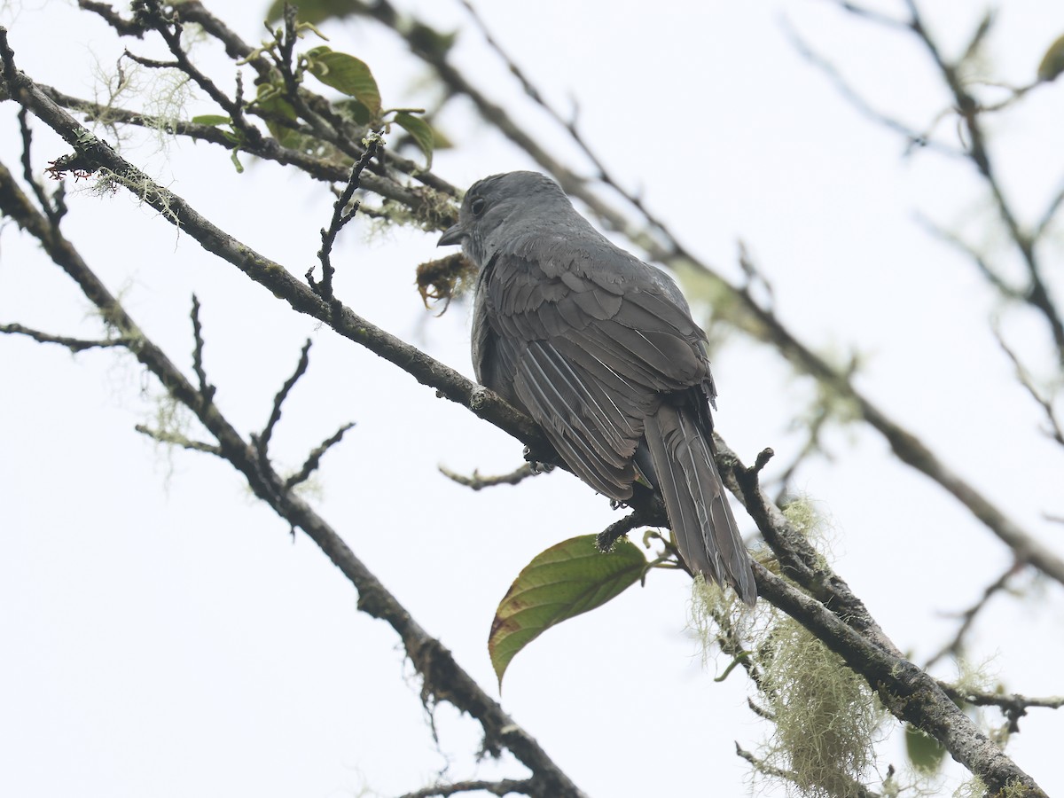 Dusky Piha - ML638176905