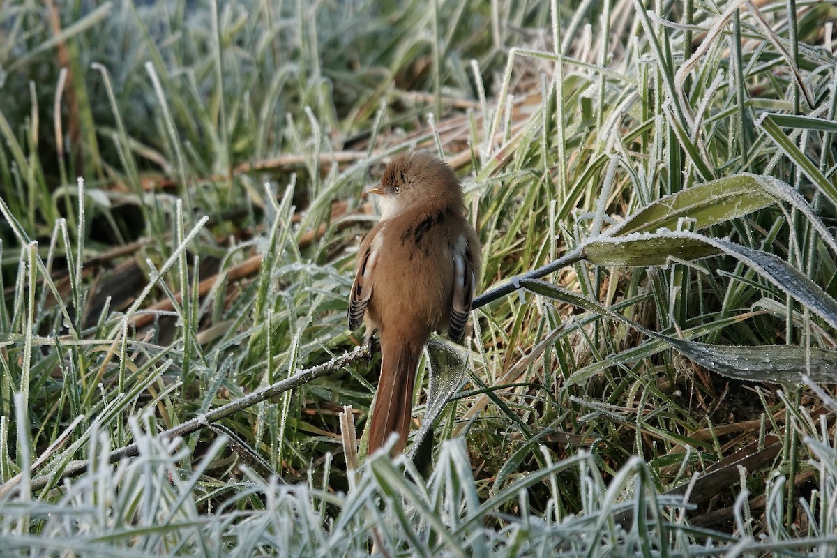 Bearded Reedling - ML638176906