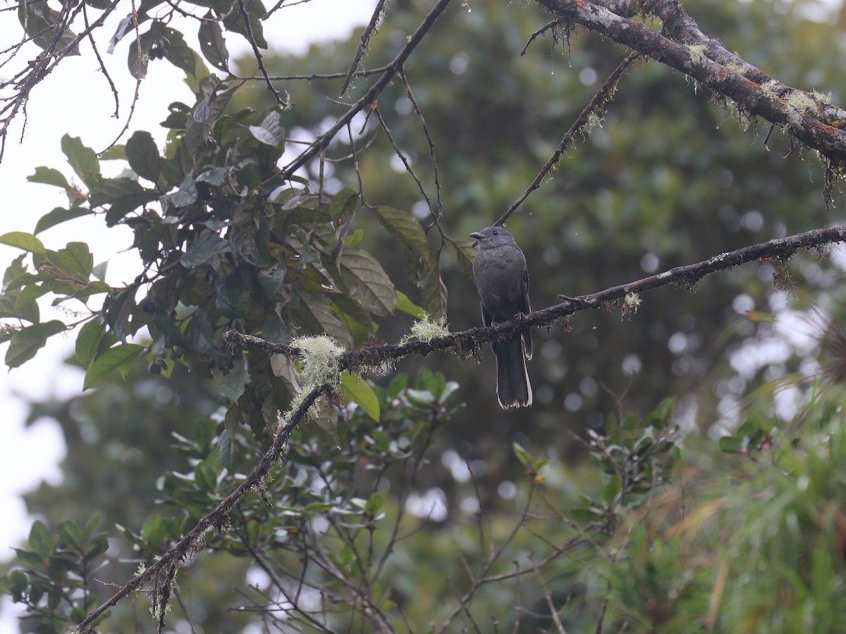 Dusky Piha - ML638176907