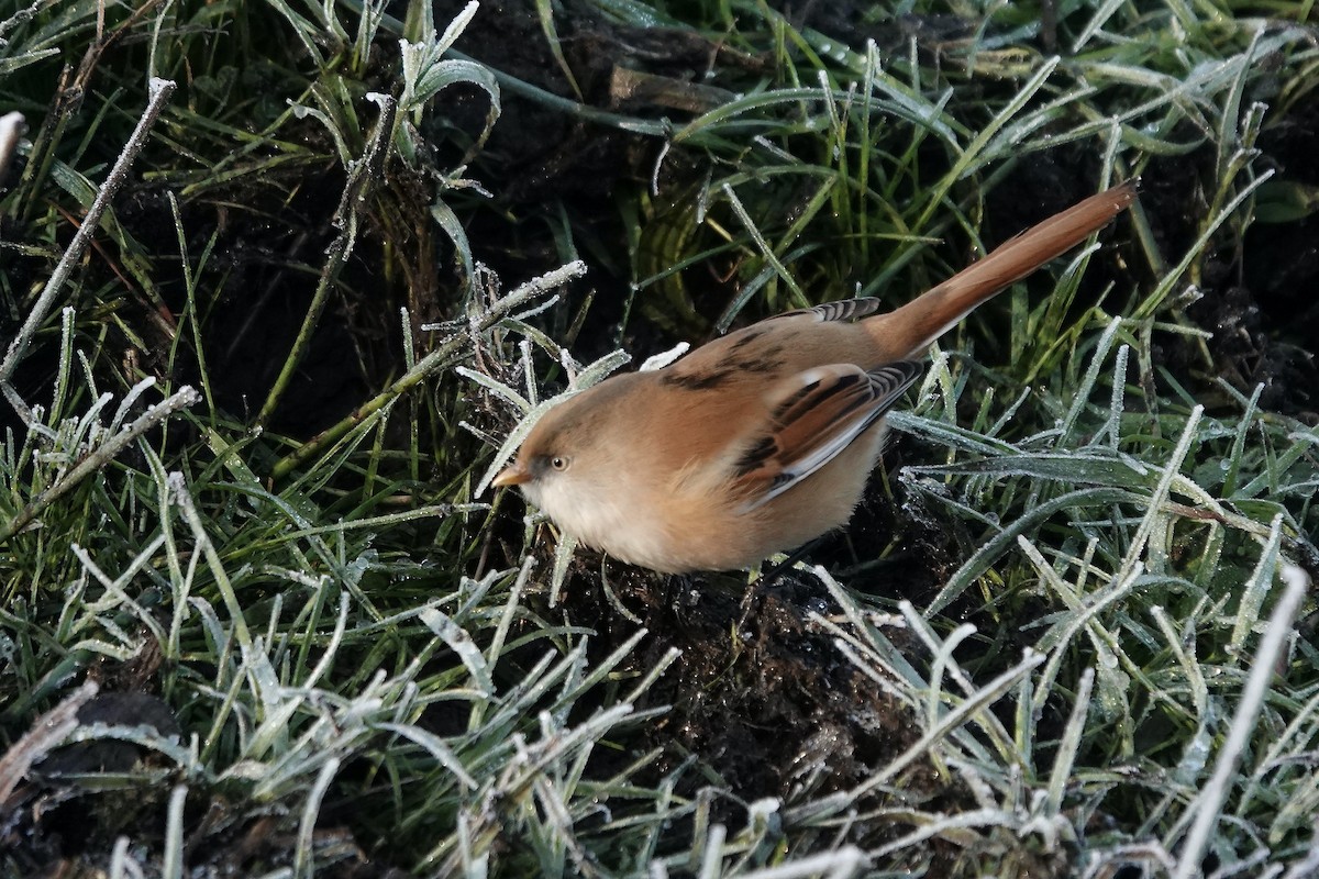 Bearded Reedling - ML638176909