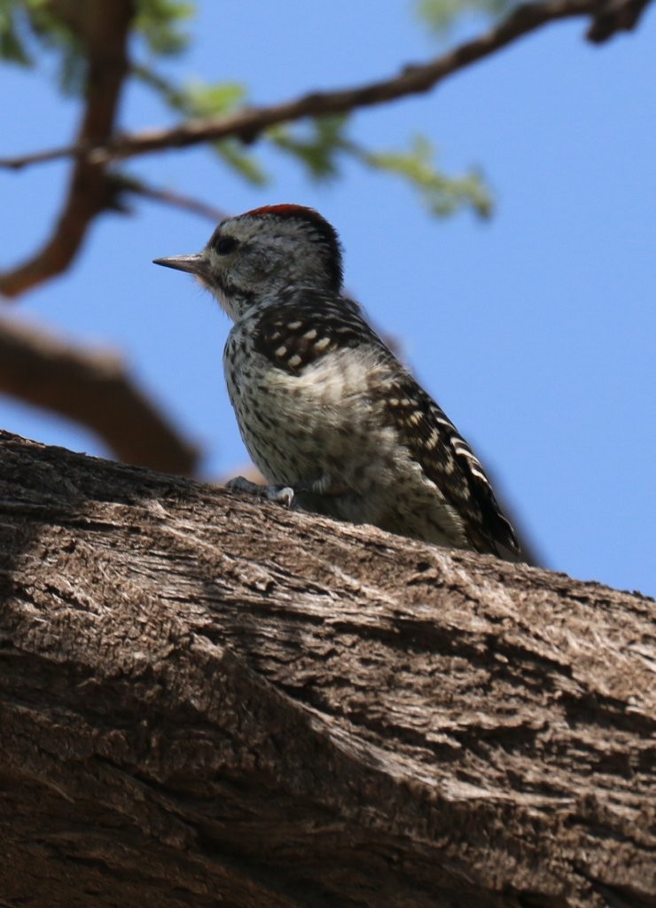 Cardinal Woodpecker - ML63817691
