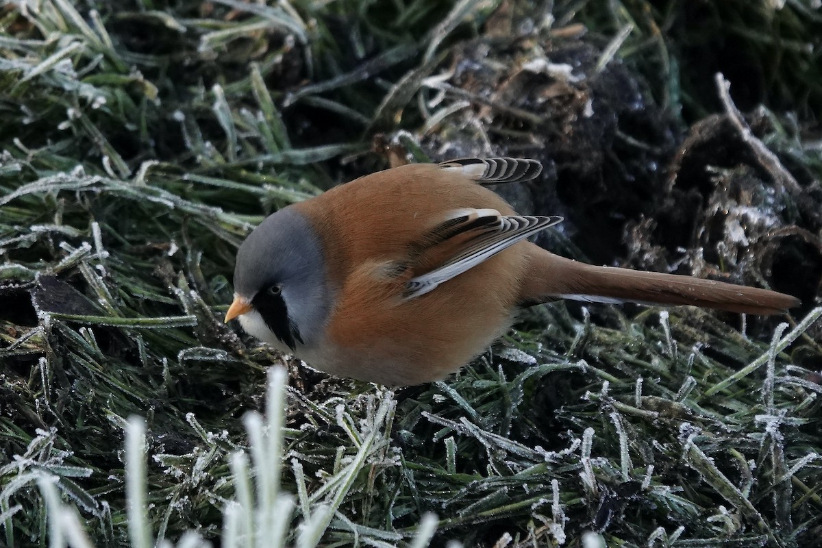 Bearded Reedling - ML638176910