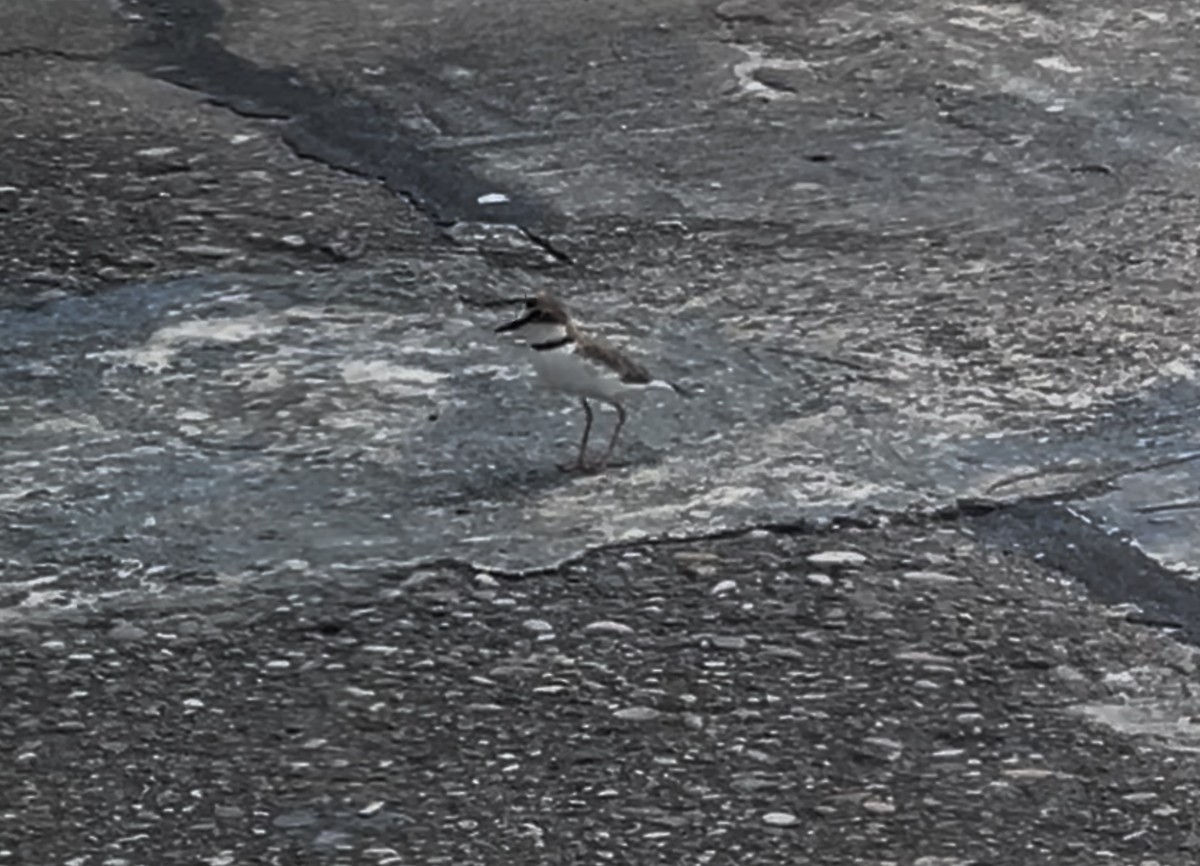 Collared Plover - ML638176940