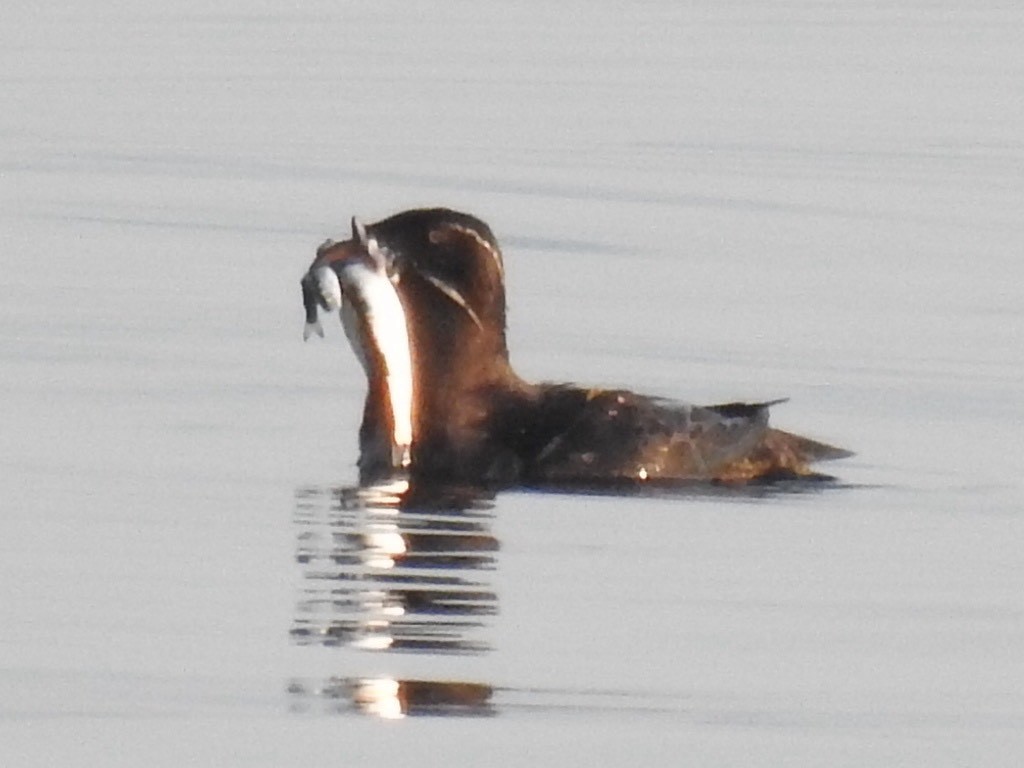 Rhinoceros Auklet - ML638176953