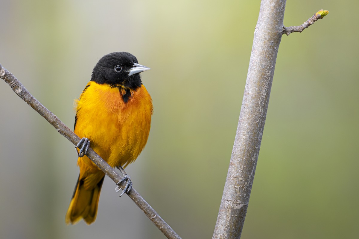 Baltimore Oriole - ML638176954