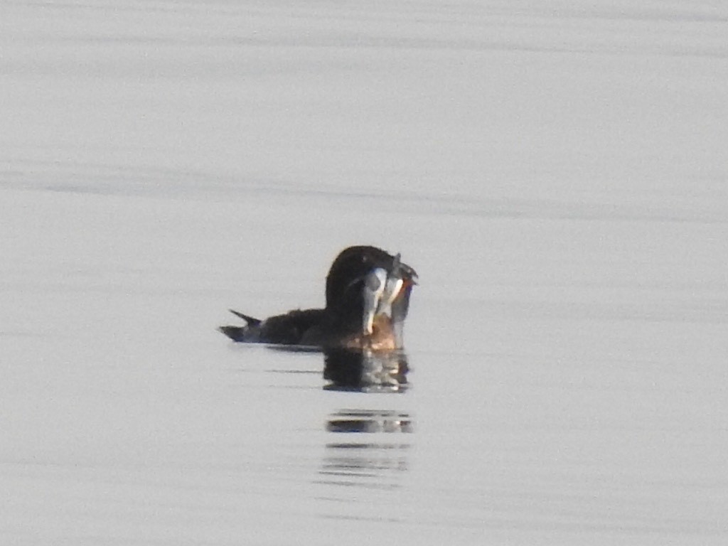 Rhinoceros Auklet - ML638176956