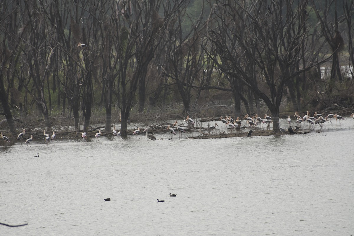 Spot-billed Pelican - ML638176960