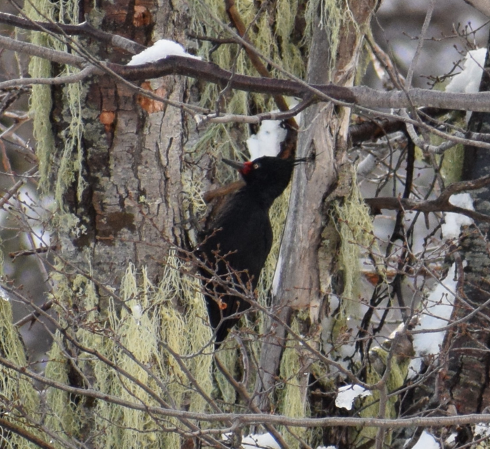 Magellanic Woodpecker - ML638176990
