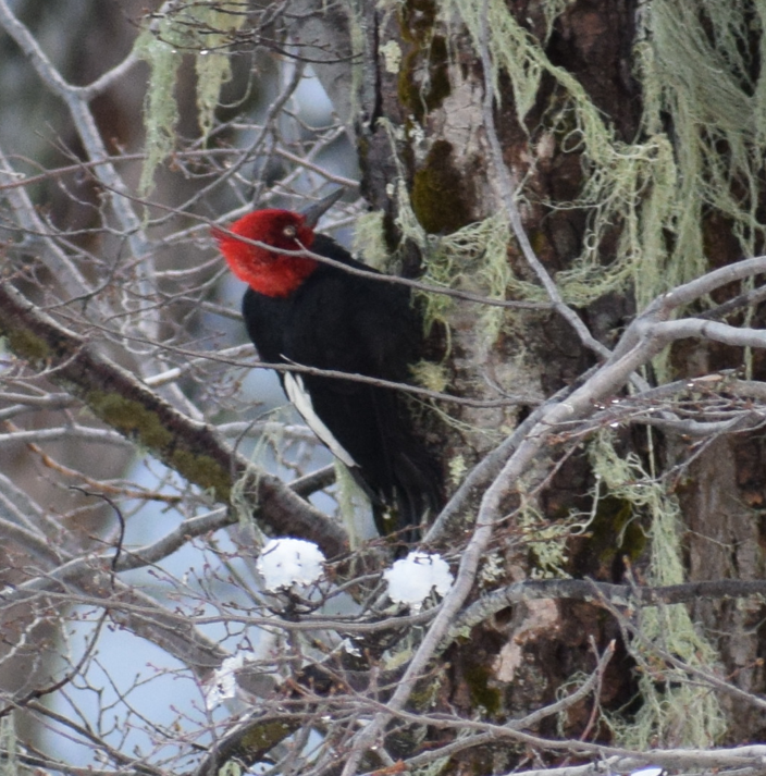 Magellanic Woodpecker - ML638176991