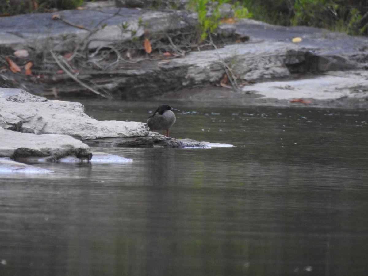 Brazilian Merganser - ML638177004