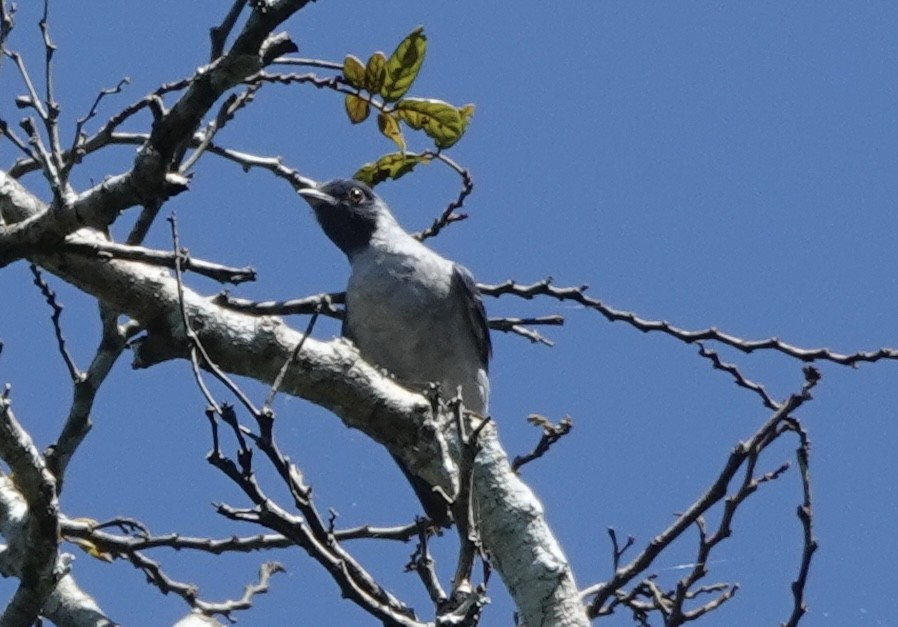 Black-faced Cotinga - ML638177015