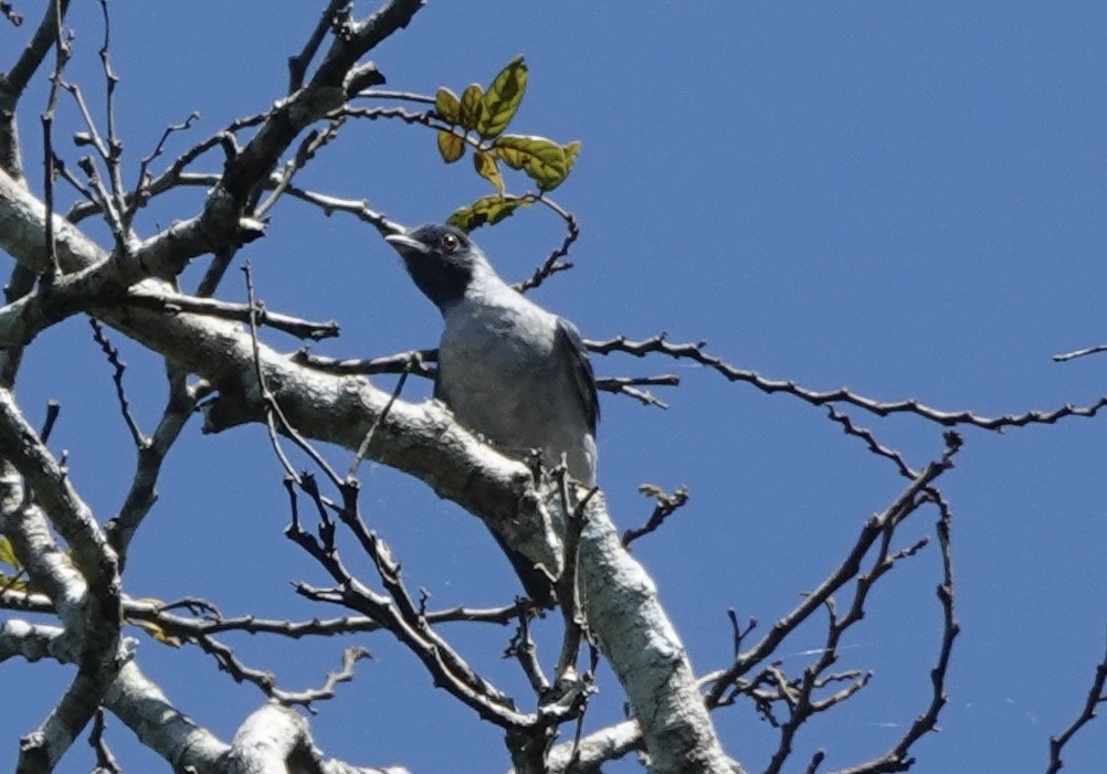 Black-faced Cotinga - ML638177016