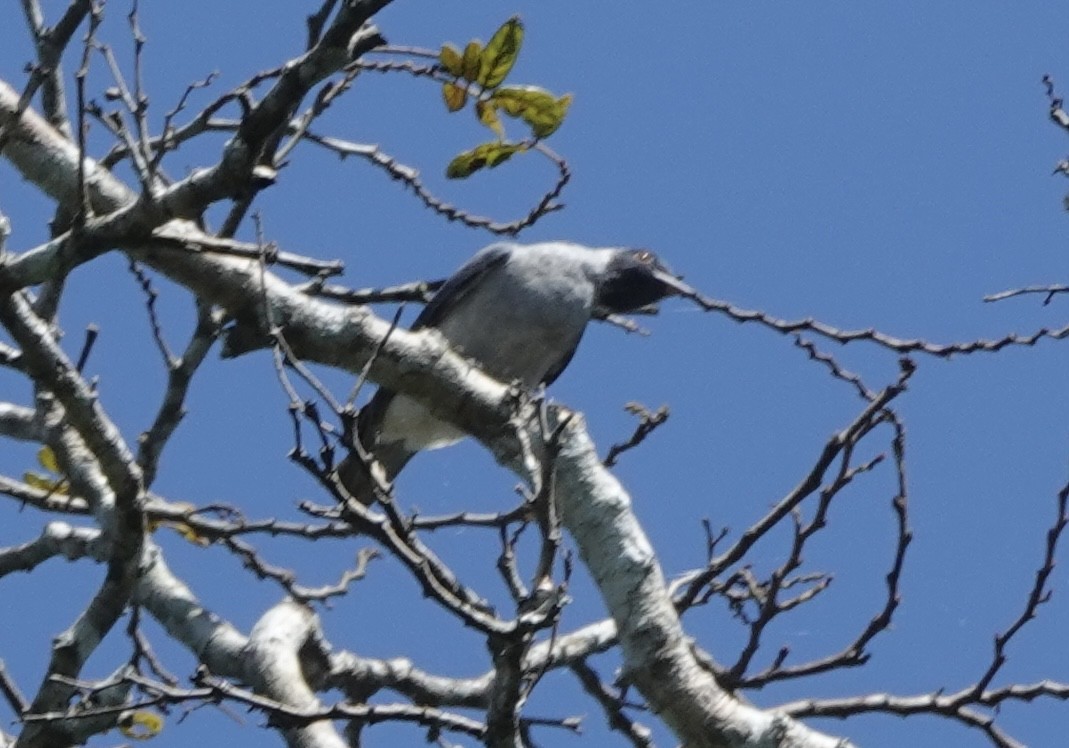 Black-faced Cotinga - ML638177017