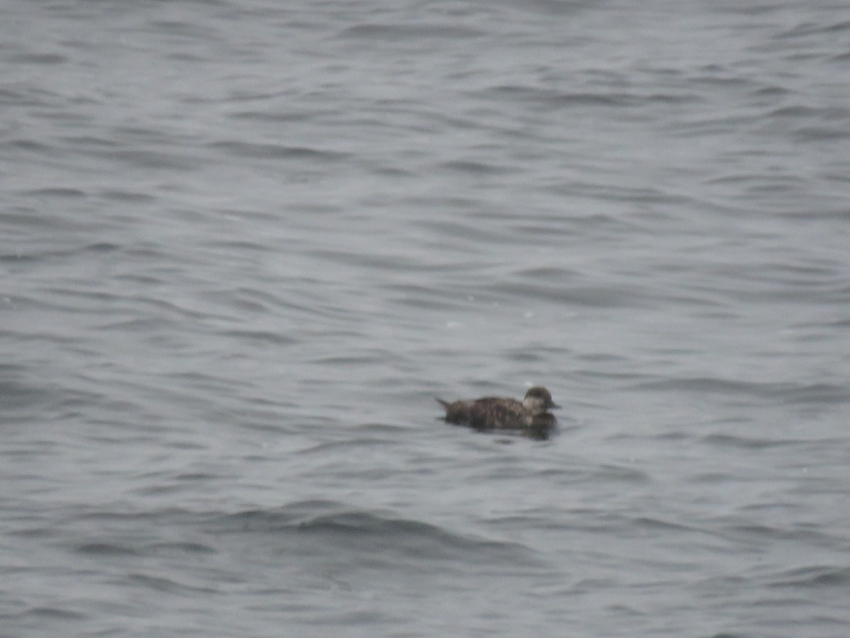 Black Scoter - ML638177025
