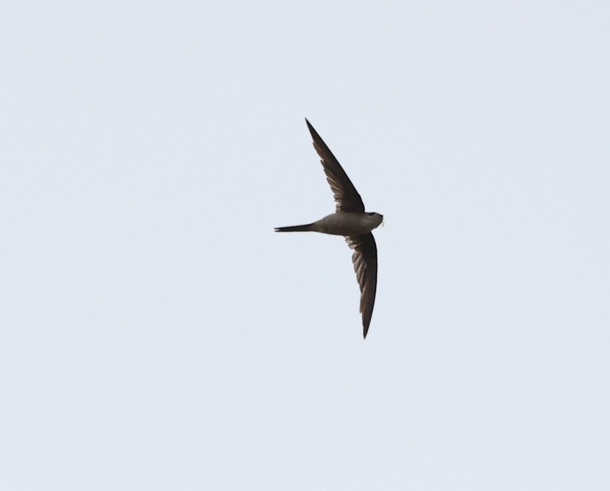 Asian Palm Swift - ML638177029
