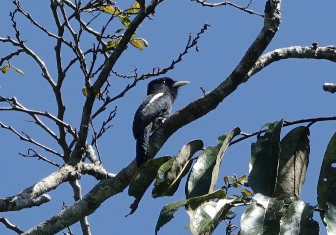Yellow-billed Nunbird - ML638177034
