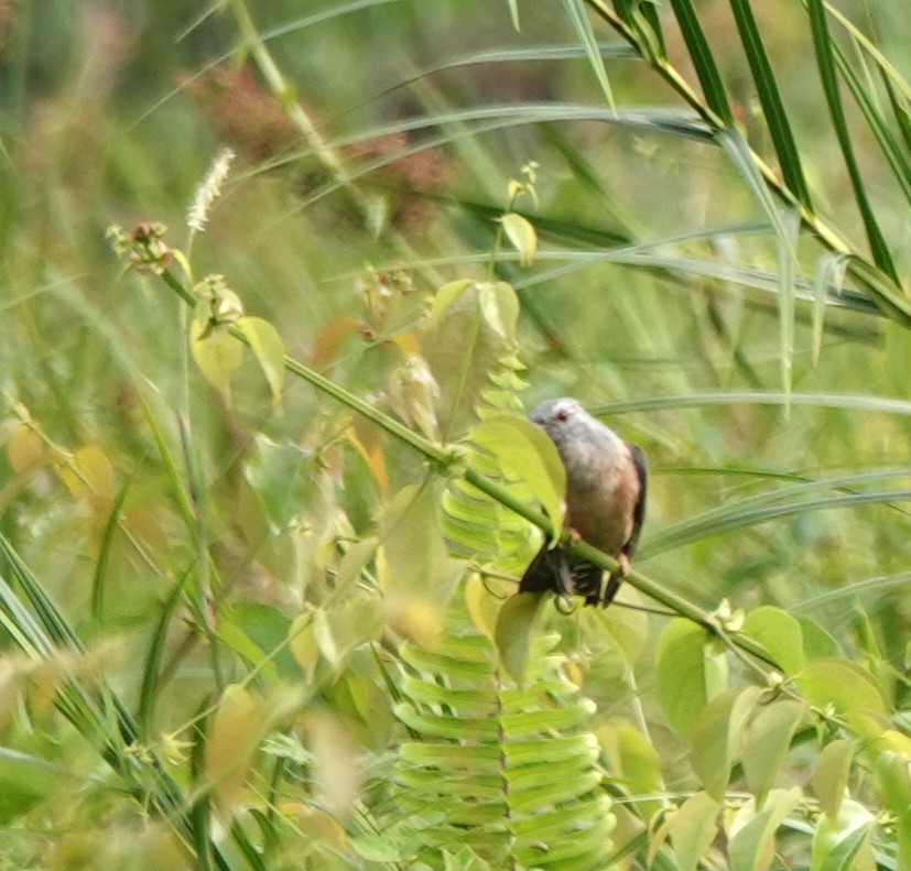 Plaintive Cuckoo - ML638177070