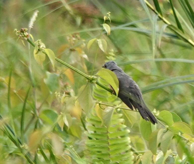 Plaintive Cuckoo - ML638177071