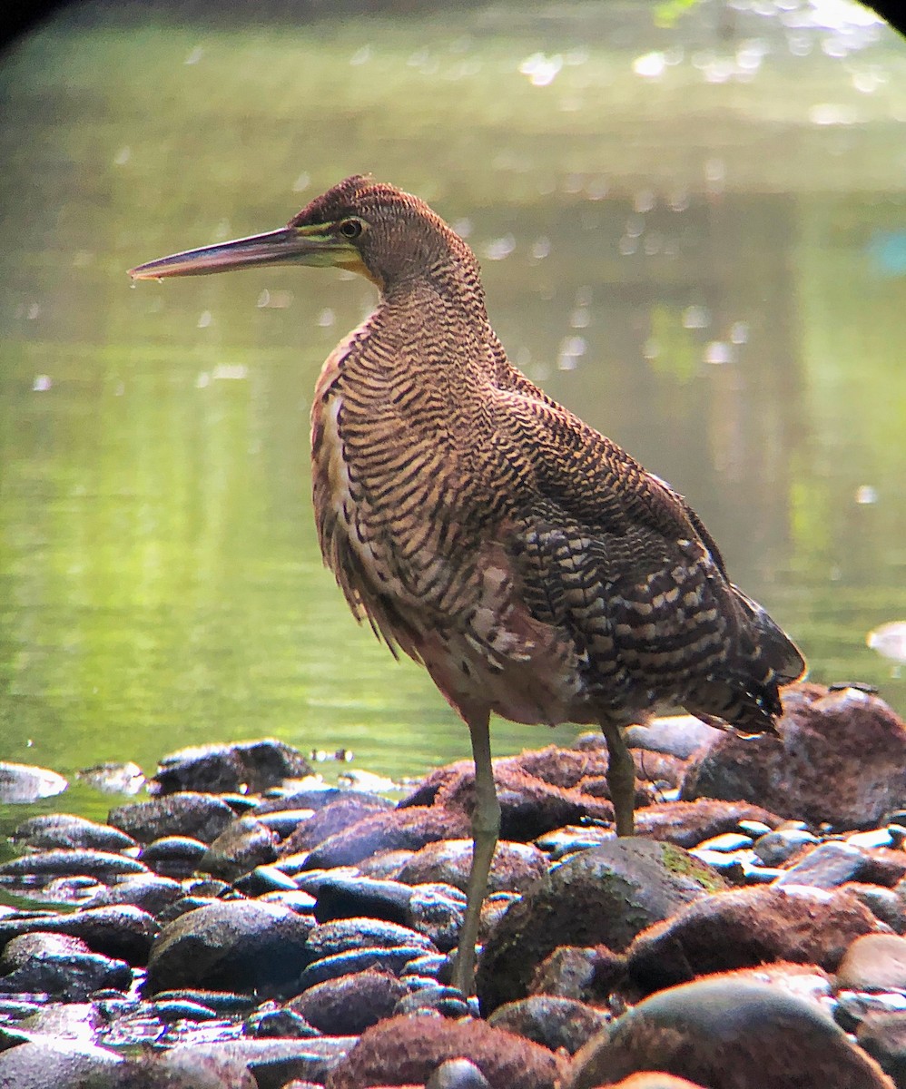 Bare-throated Tiger-Heron - ML638177075