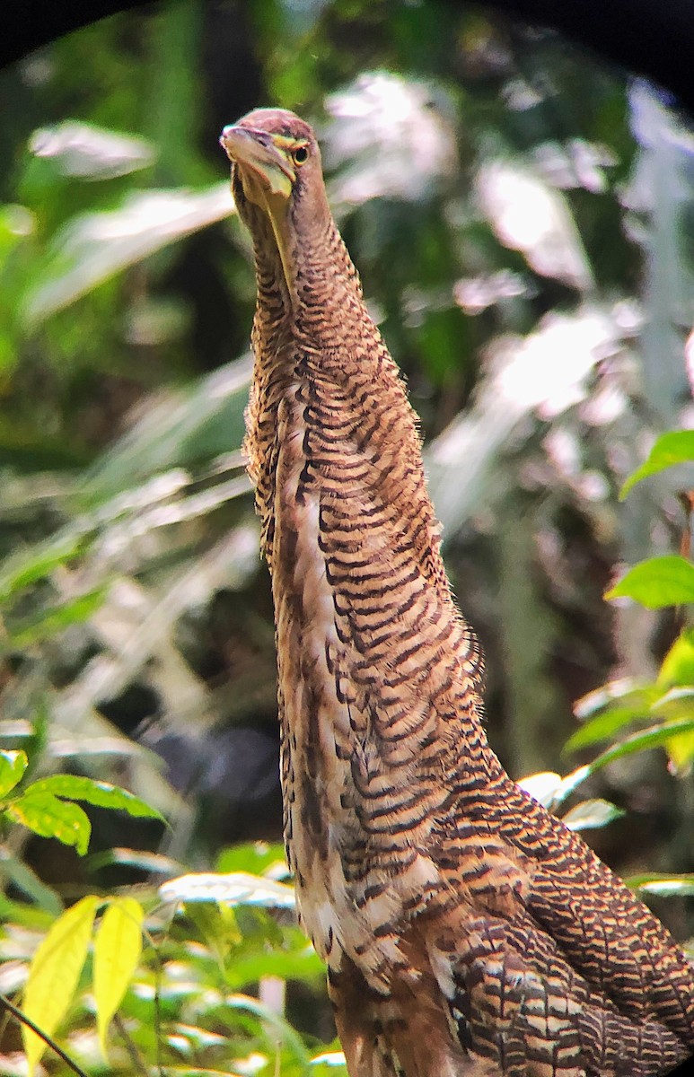 Bare-throated Tiger-Heron - ML638177076