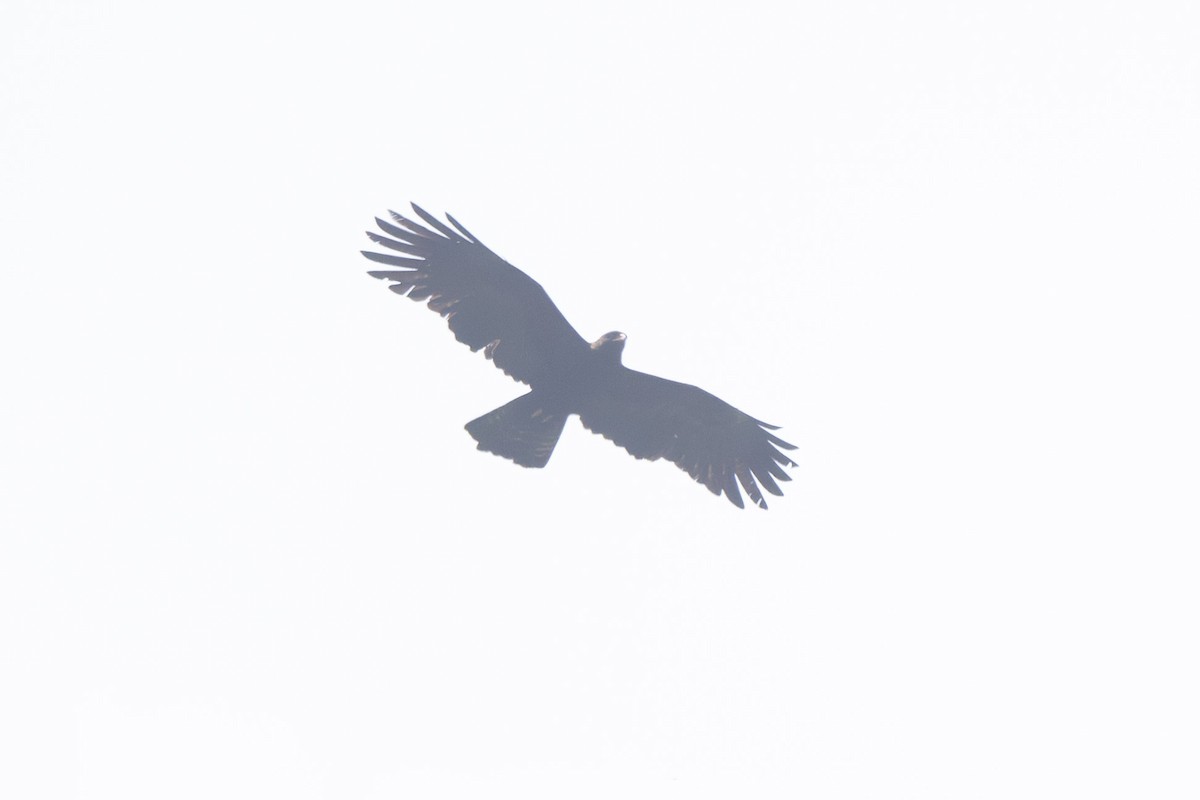 Black Eagle - ML638177090