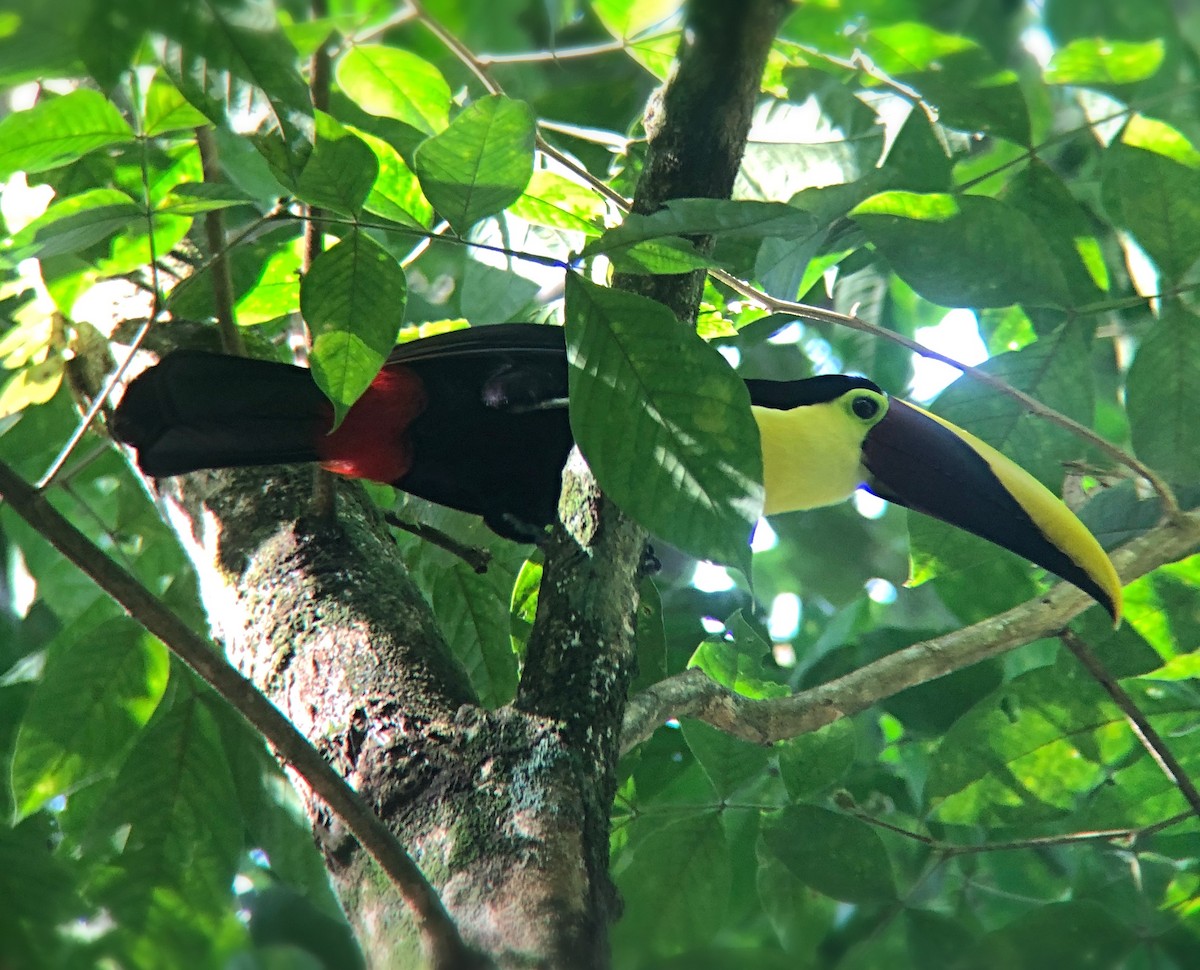 Yellow-throated Toucan - ML638177100