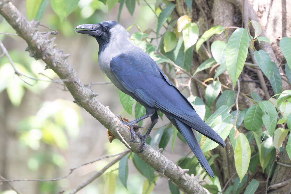 House Crow - ML638177101