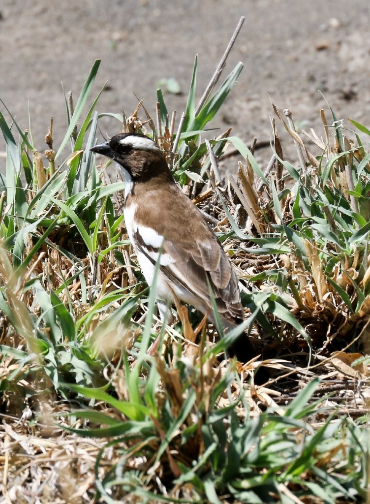 White-browed Sparrow-Weaver - ML63817711