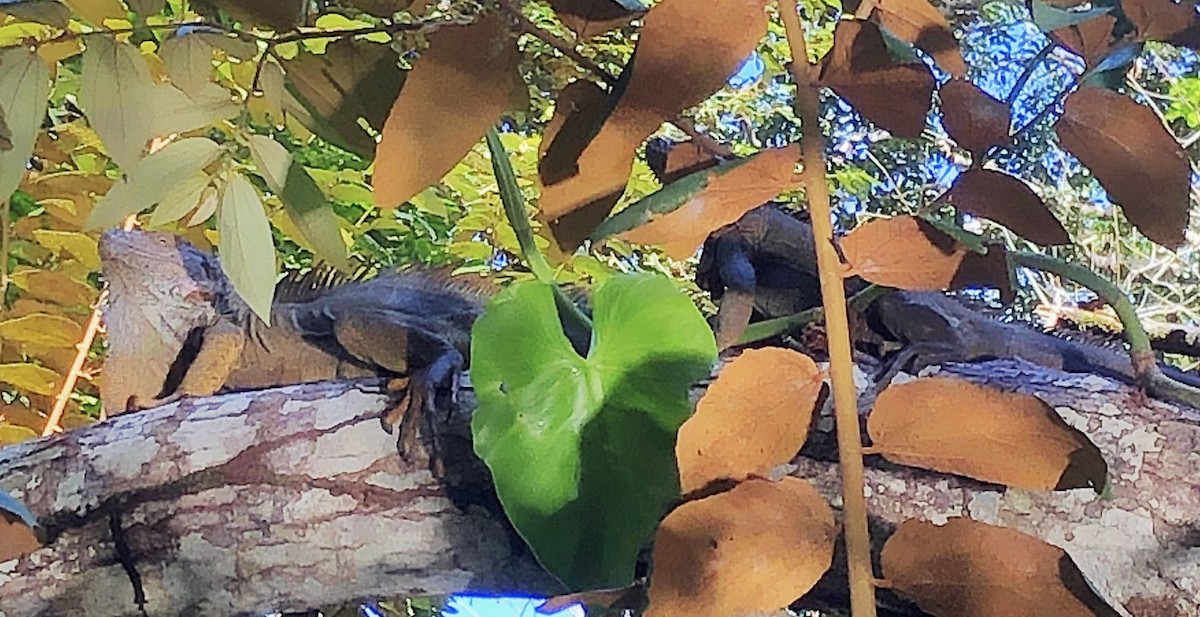 Iguanas and Chuckwallas - ML638177125