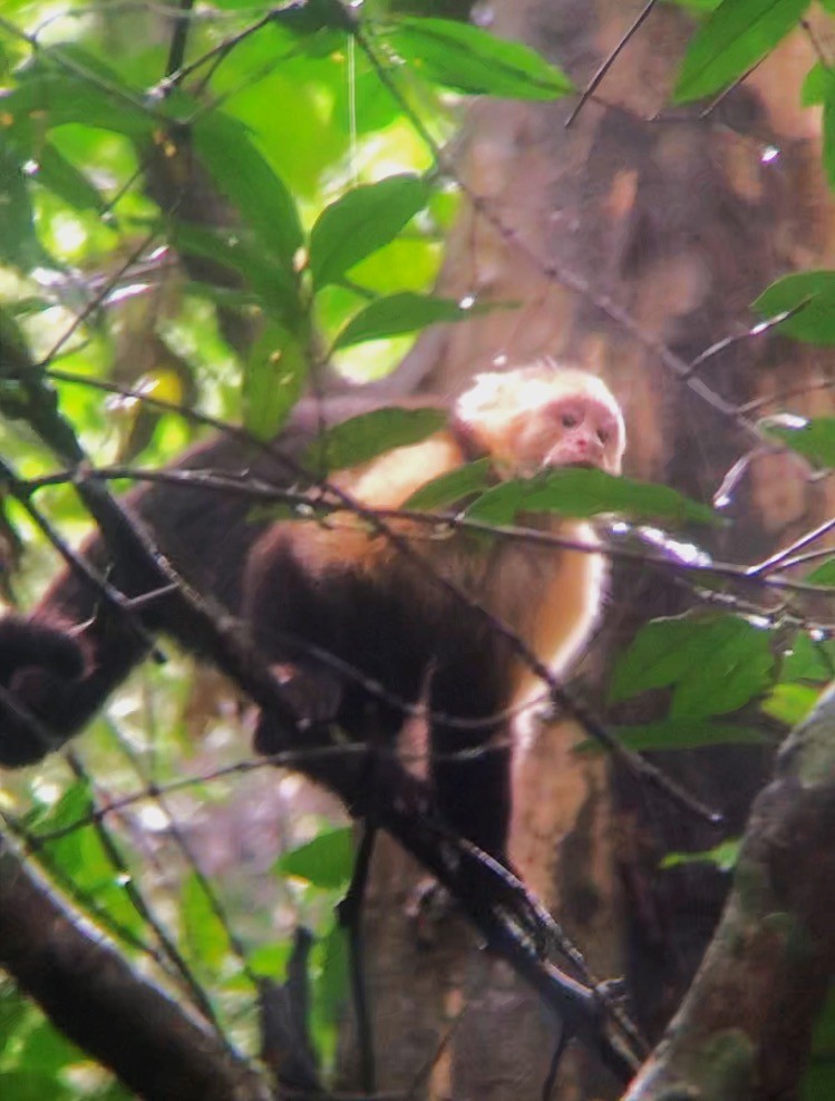 Central American White-faced Capuchin - ML638177129