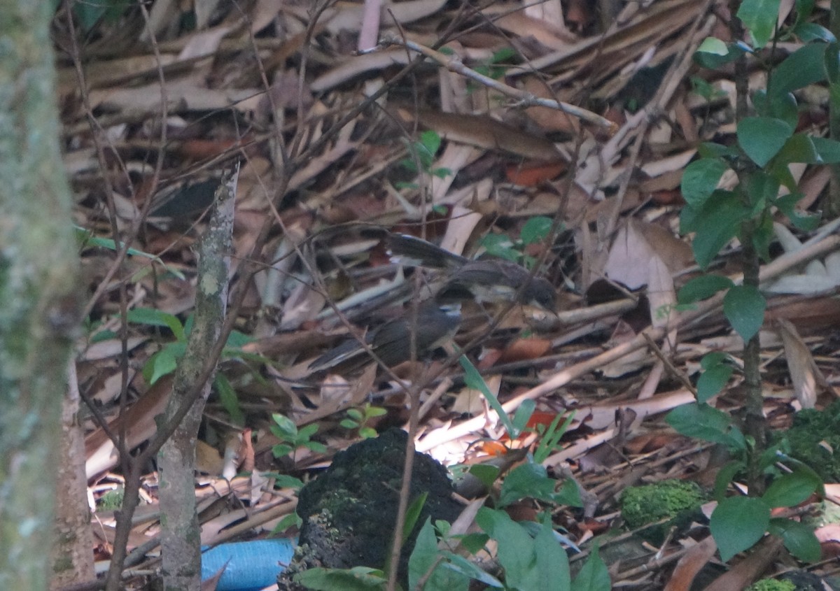 Malaysian Pied-Fantail - ML638177137