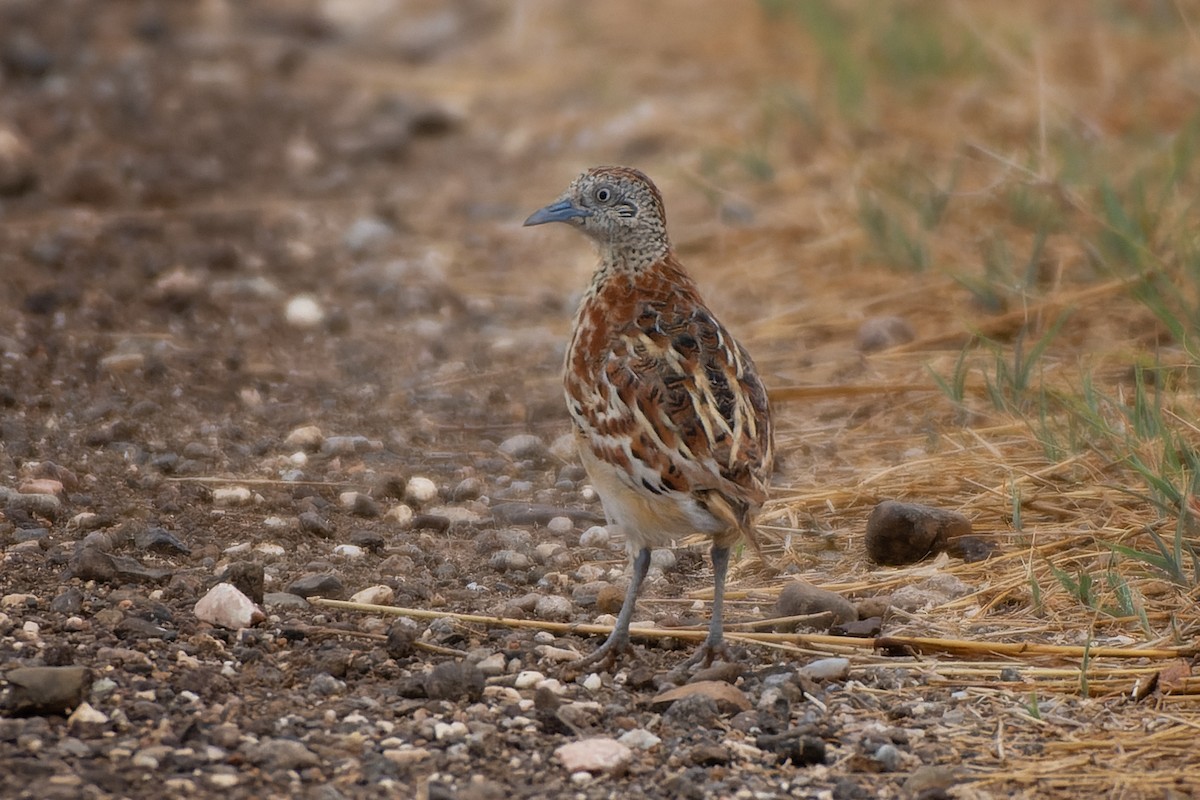 Small Buttonquail - ML638177140