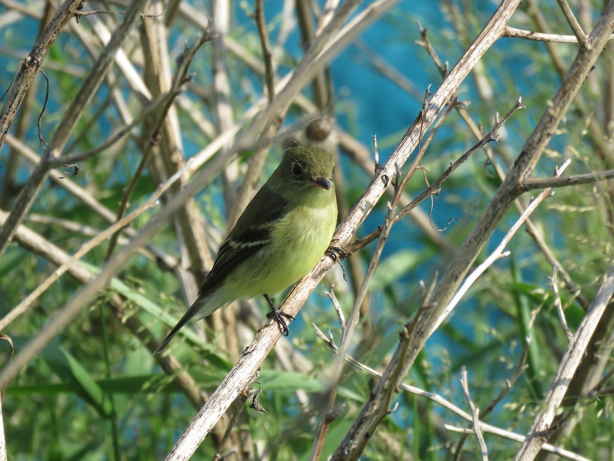 Yellow-bellied Flycatcher - ML638177149