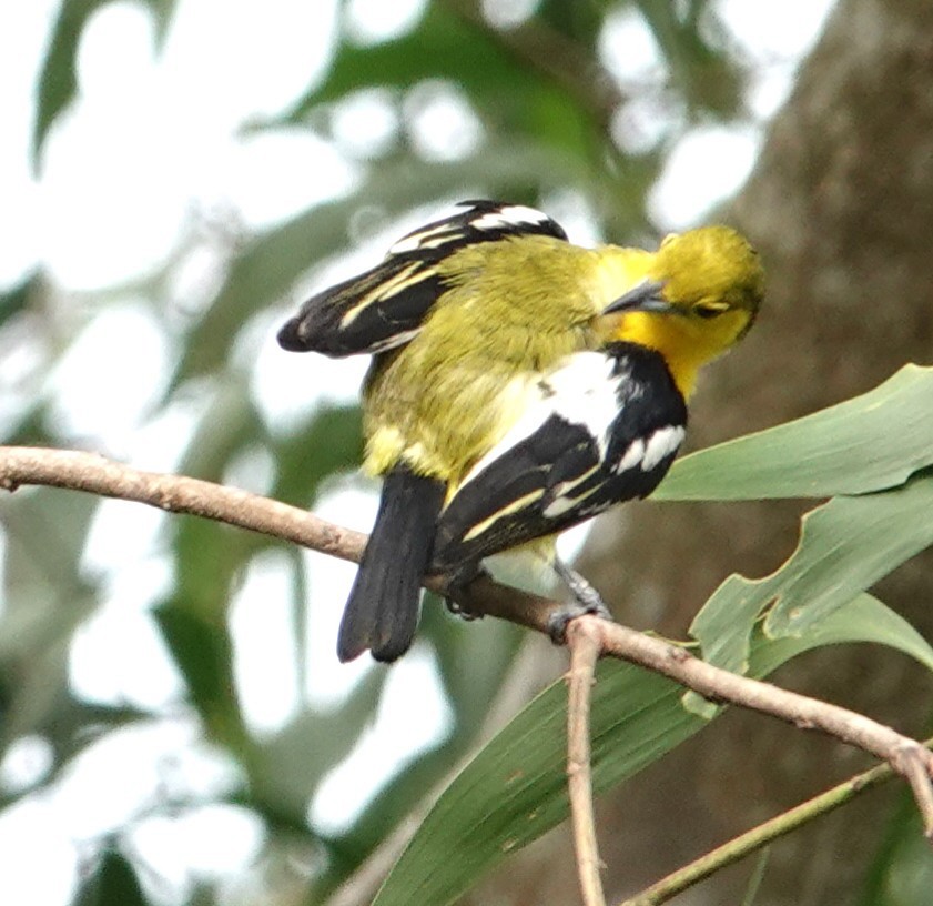 Common Iora - ML638177152