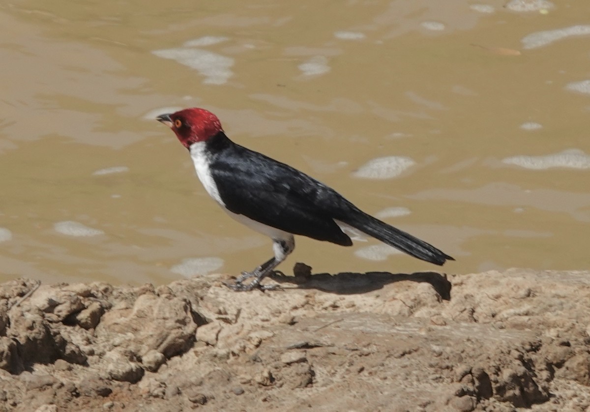 Red-capped Cardinal (Red-capped) - ML638177169
