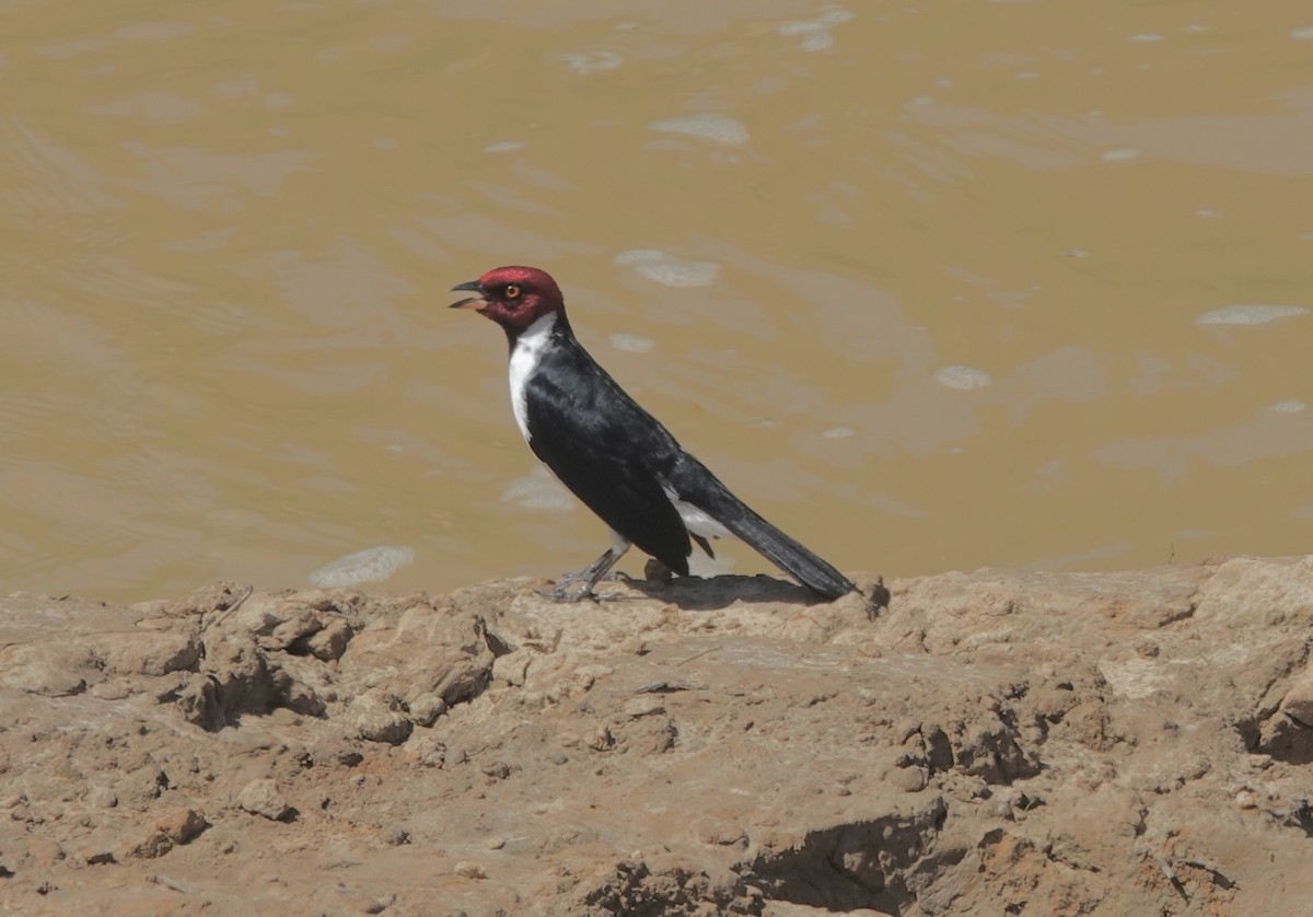 Red-capped Cardinal (Red-capped) - ML638177170