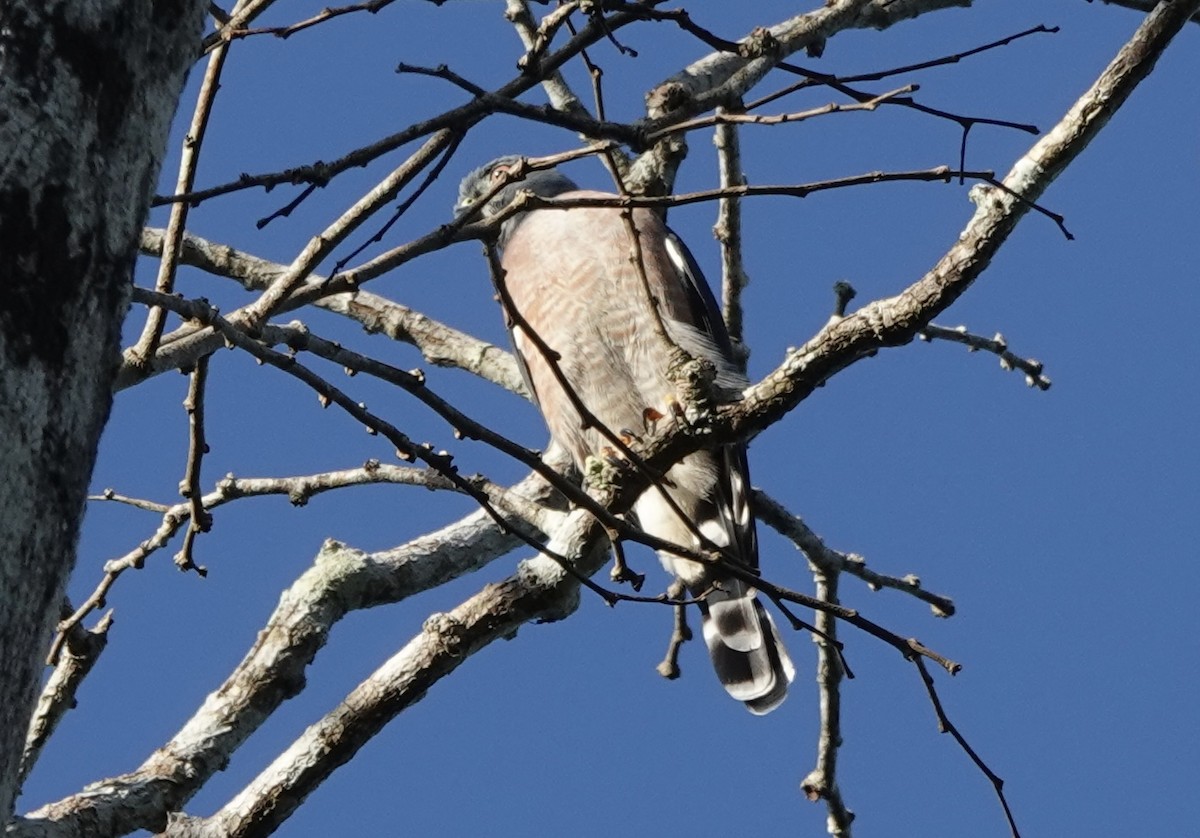 Double-toothed Kite - ML638177200