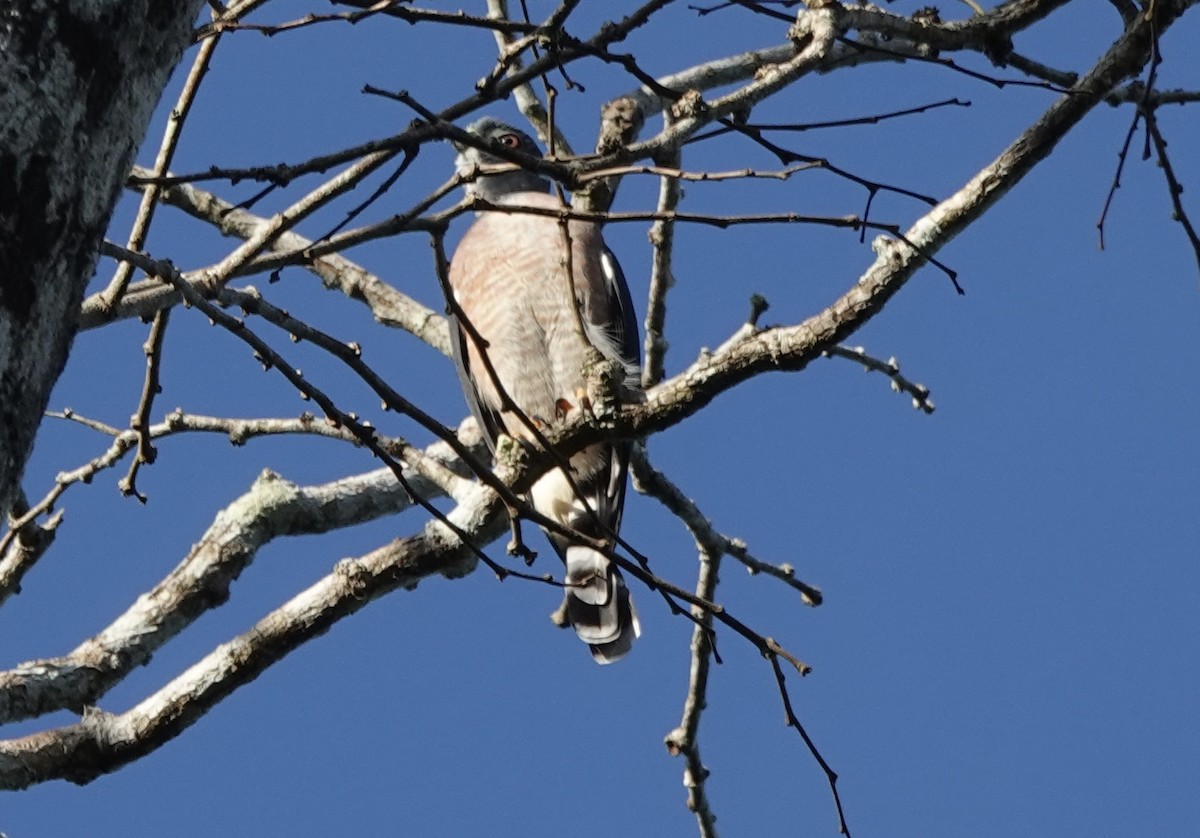 Double-toothed Kite - ML638177201