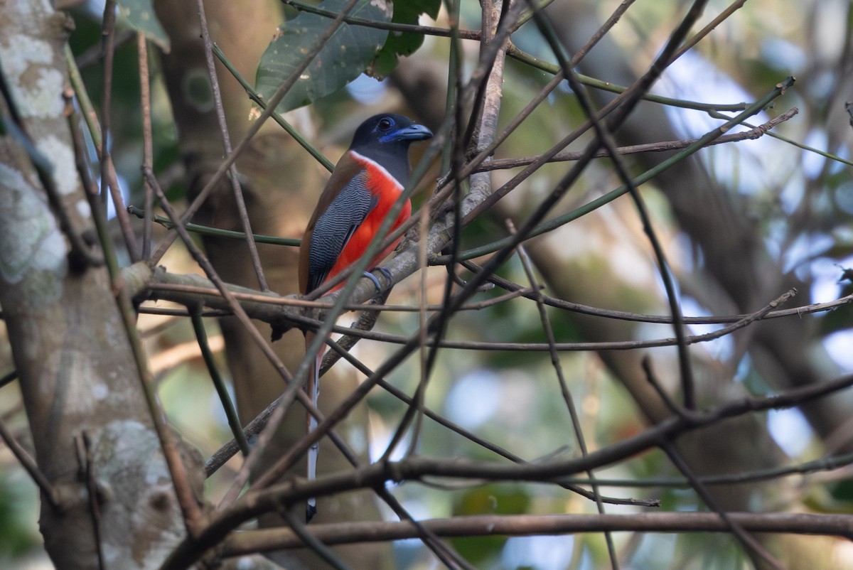 Malabar Trogon - ML638177204