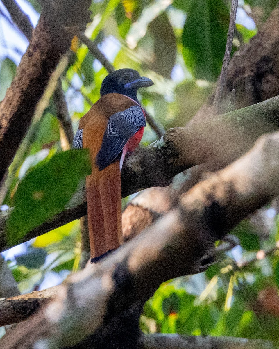 Malabar Trogon - ML638177205