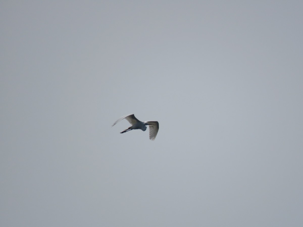 Great Egret - ML638177210