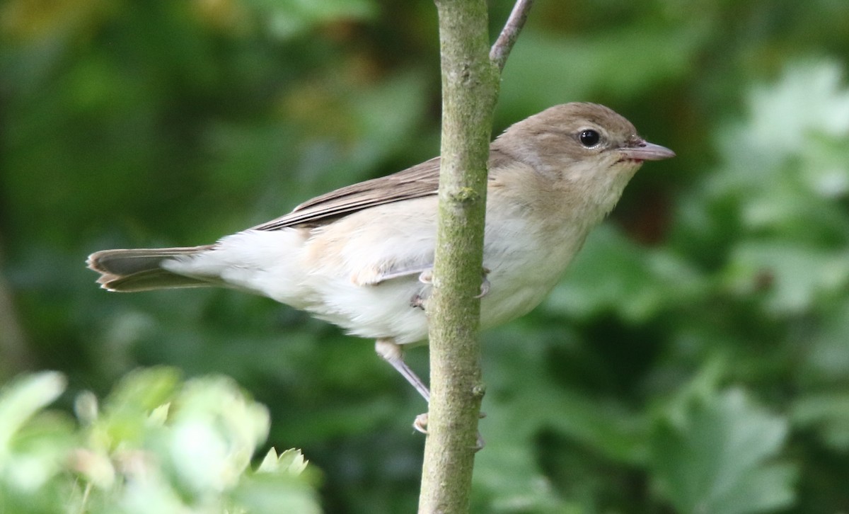Garden Warbler - ML638177229