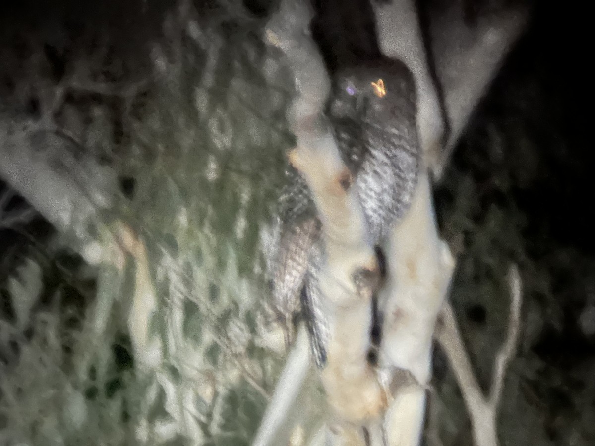 Powerful Owl - ML638177266