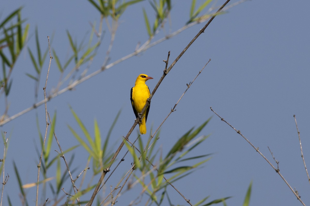 Indian Golden Oriole - ML638177270