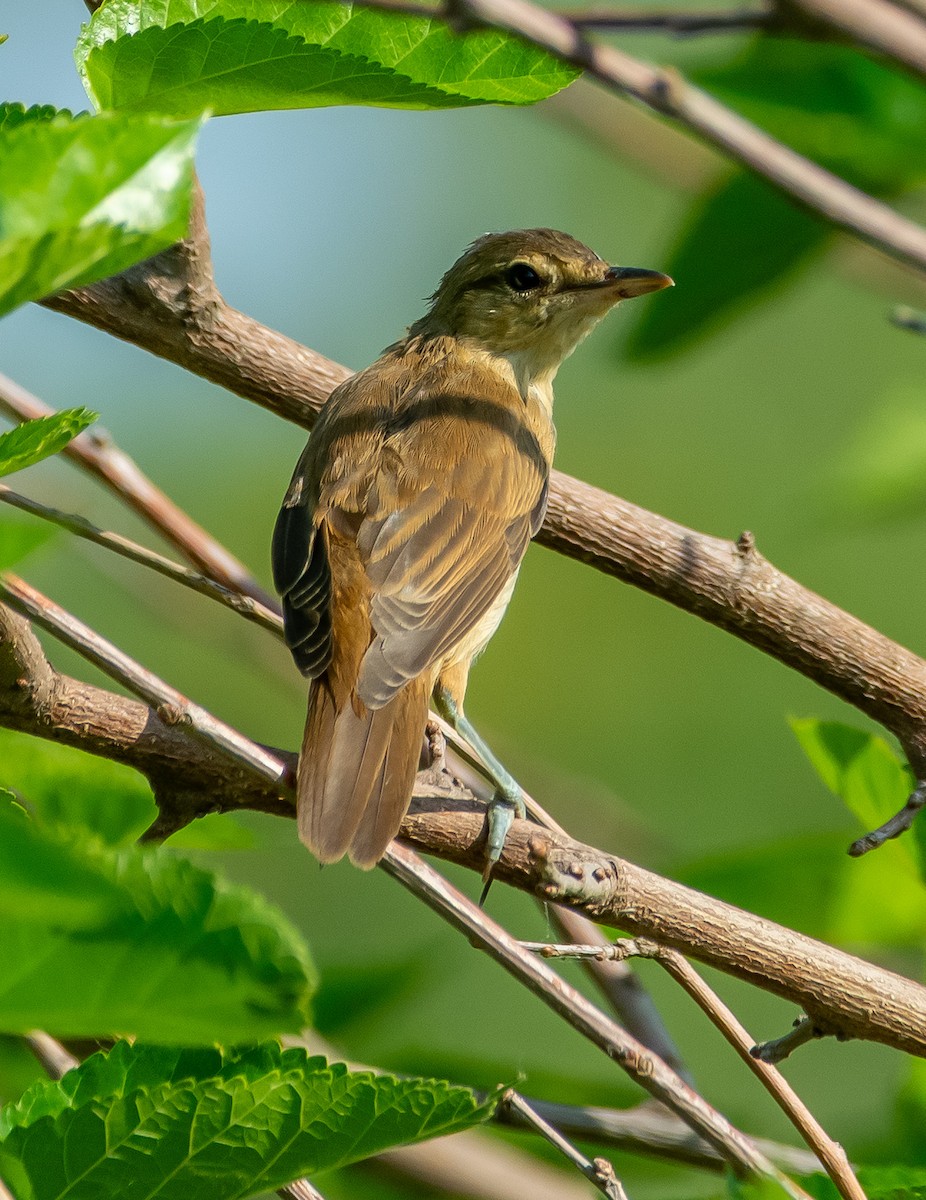 Great Reed Warbler - ML638177271